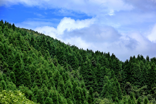 武陵山草原风光