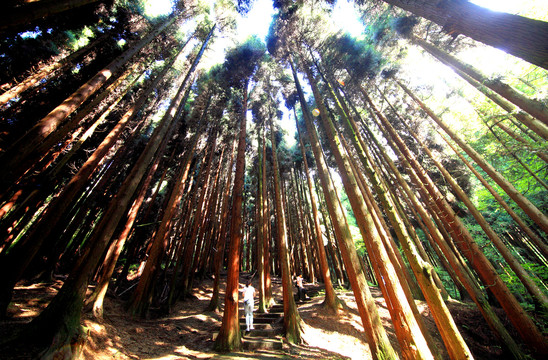 武陵山森林步道