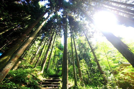 武陵山森林公园