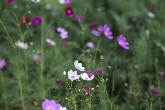 波斯菊