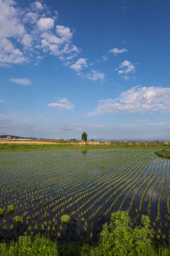 水稻田