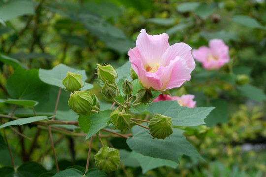 木芙蓉朱槿花