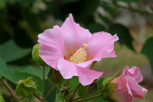 木芙蓉朱瑾花