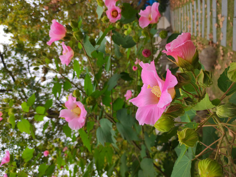 木芙蓉朱瑾花