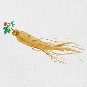 水彩人參中藥材印花插圖裝飾畫