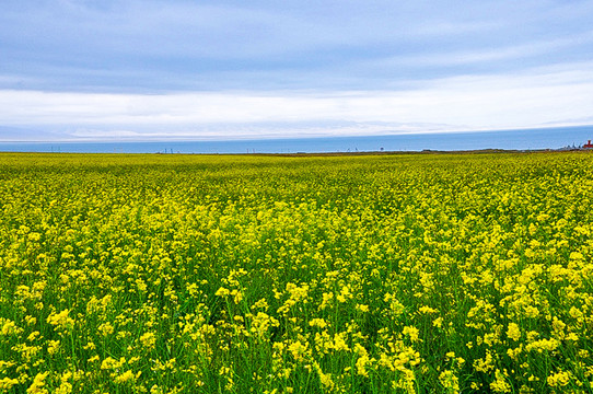 油菜花