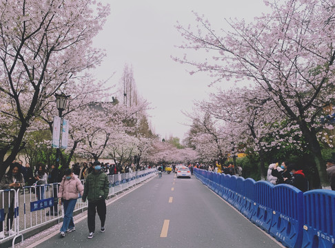 鸡鸣寺樱花大道