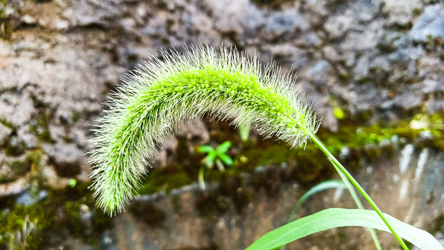 狗尾草