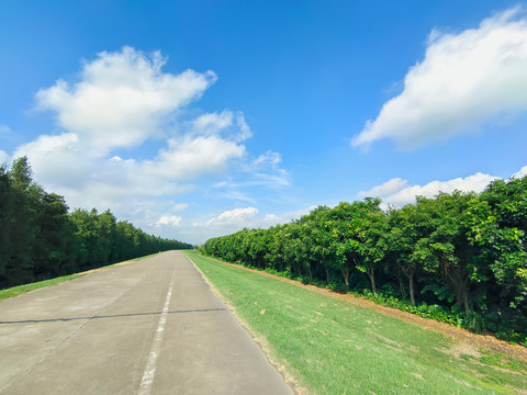 马路绿树林天空背景