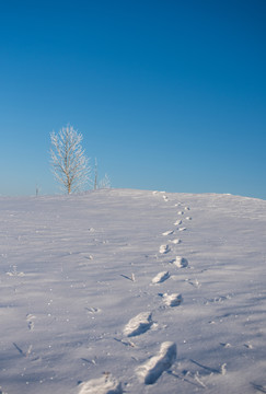冬季草原上的松树