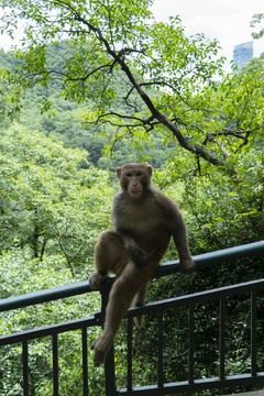 黔灵山公园野猴
