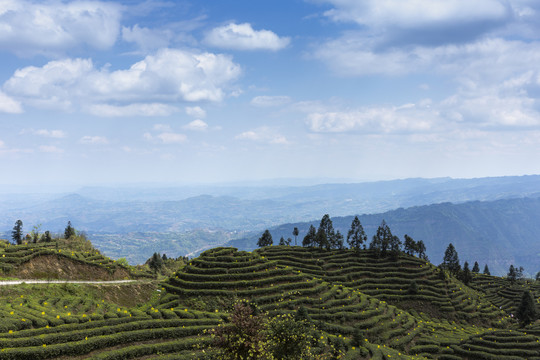 蜿蜒茶山蓝天白云茶山风光