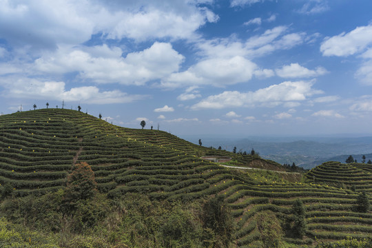 蜿蜒茶山蓝天白云茶山风光