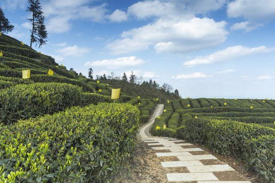 宜宾屏山岩门茶山自然风光