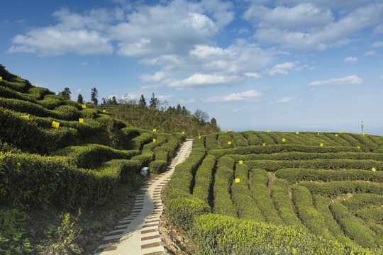 蜿蜒茶山蓝天白云小路茶山风光