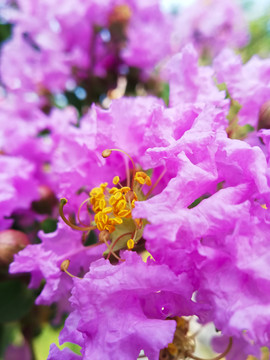紫色的花团