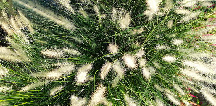 芒草