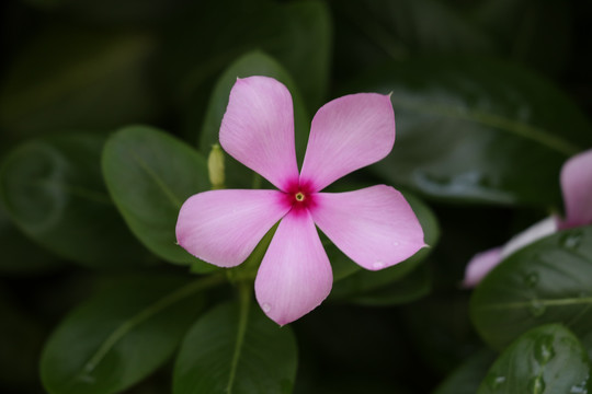 夹竹桃科植物五瓣梅