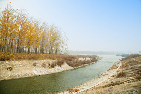 秋天杨树林边的河道