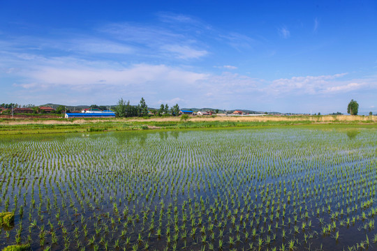 水稻田