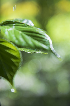 雨中的绿叶雨水绿植树叶雨珠