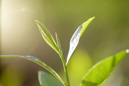 茶芽