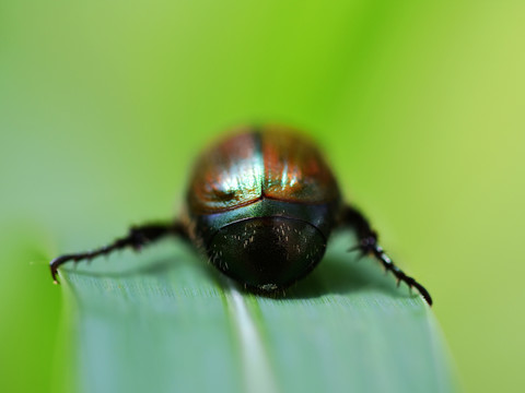 甲壳虫