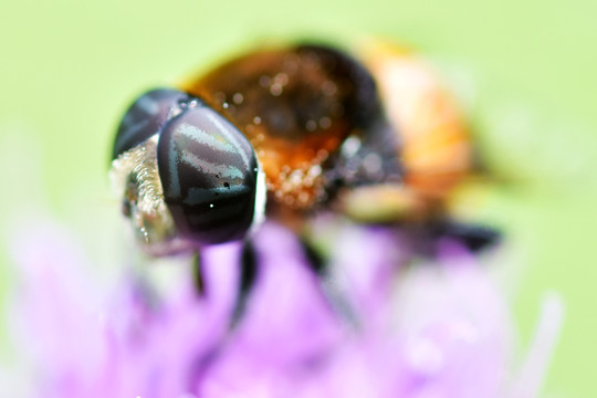 蜜蜂觅食