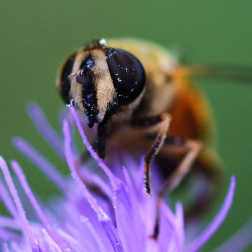 蜜蜂高清图