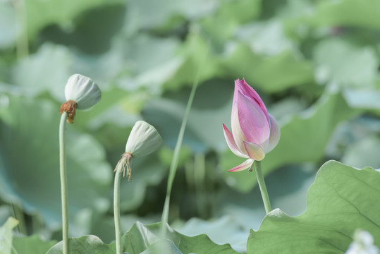 荷花