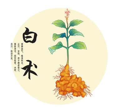 白術(shù)插畫(huà)