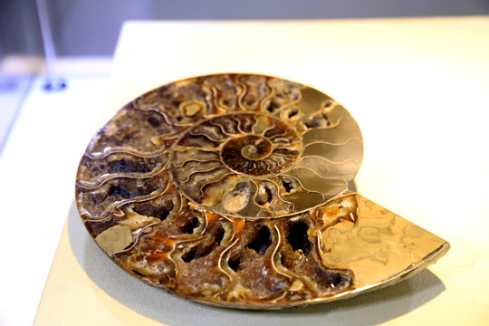 海螺化石标本