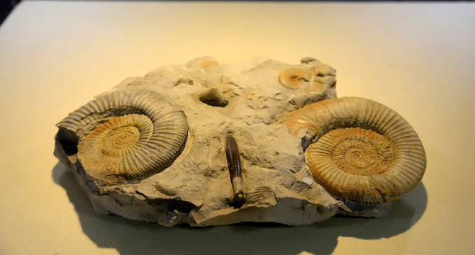 海螺化石标本