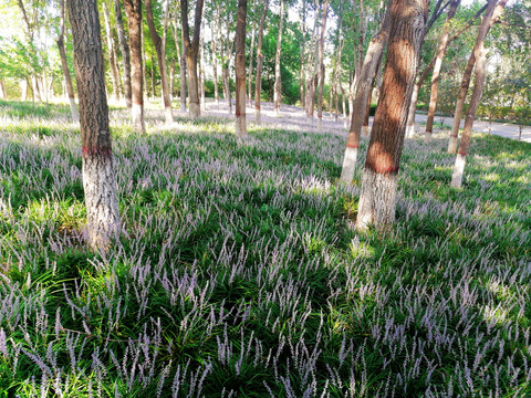 麦冬花海