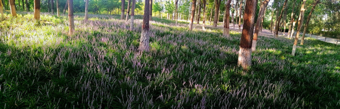 麦冬花海