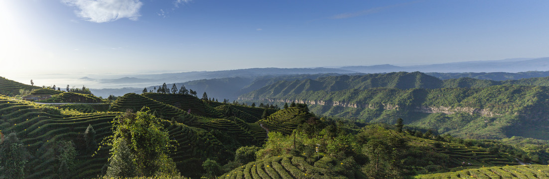 蜿蜒茶山薄雾缭绕茶山风光