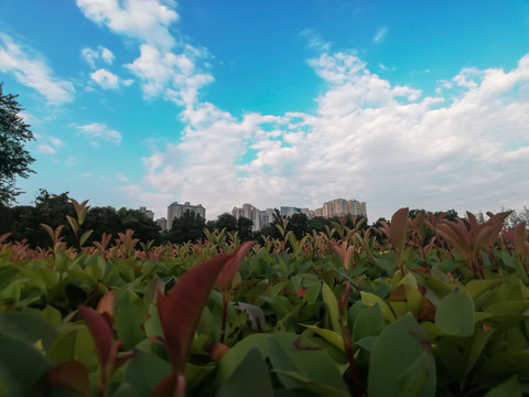 冬青特写