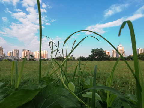 山頂的草