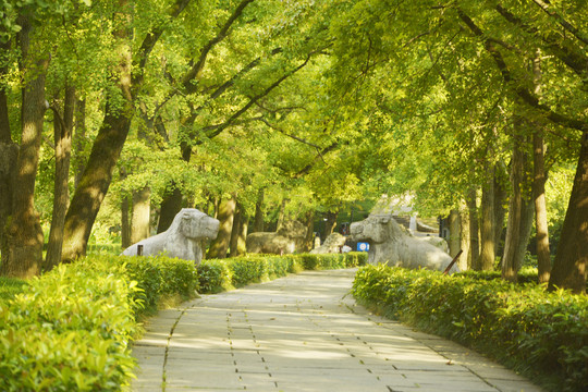 南京明孝陵石象路