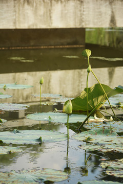 荷花池