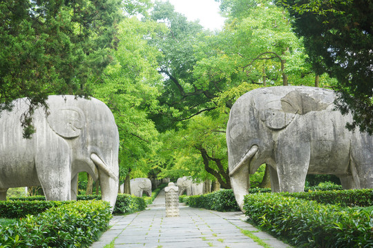 初秋明孝陵石象路林荫古道