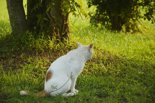 户外流浪猫