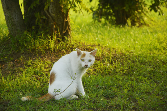 流浪猫