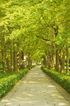 石象路林荫古道