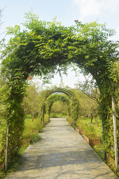 绿植拱门小道