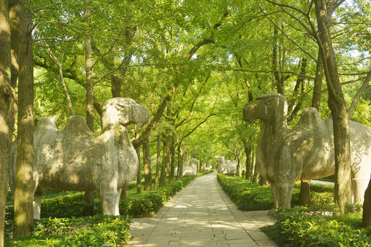 南京明孝陵石象路