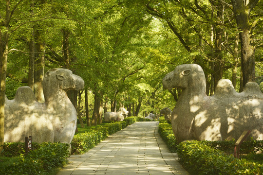 明孝陵石象路阳光古道