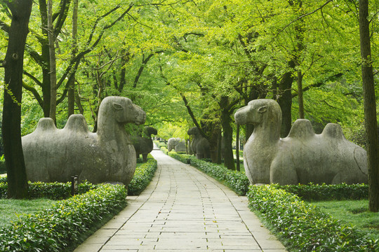 明孝陵石象路