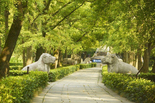 南京明孝陵石象路