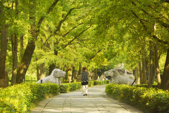 初秋石象路